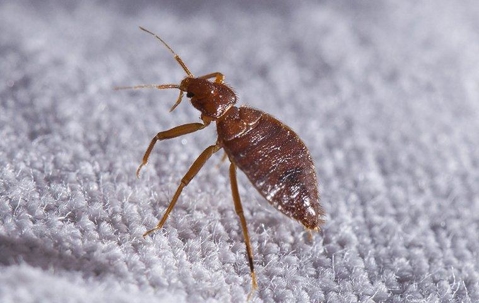 Best Bed Bug Control Nyc Fundamentals Explained