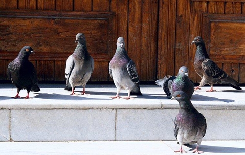 Flock of pigeons outside of a door.