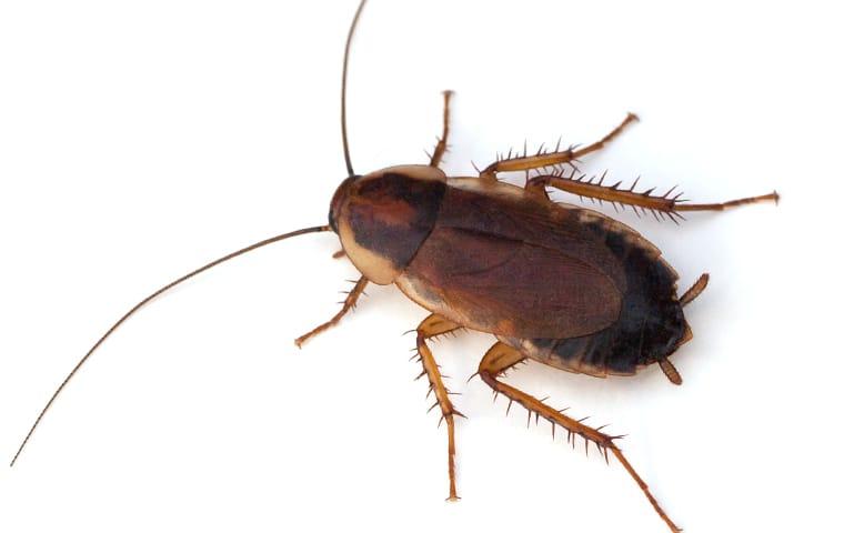 Pennsylvania wood store cockroach