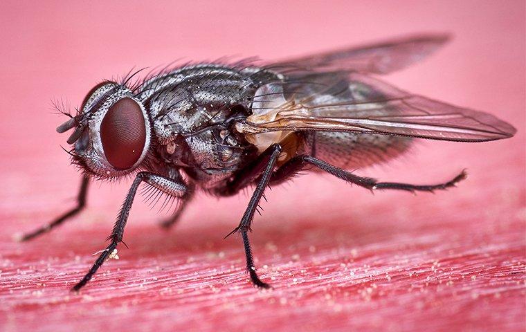 A Helpful Guide To Keeping Flies Out Of Your Streator Home 