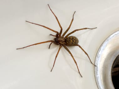 spiders types illinois spider brown central recluse iowa