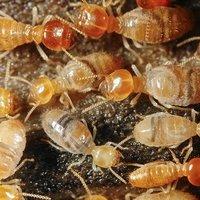 Six Amazing Facts About Davenport Termites | Quik-Kill