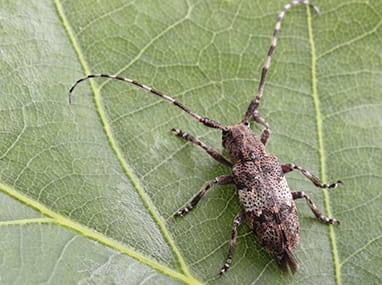 Long Horned Beetles | Identification And Control Guide